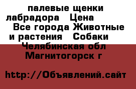 палевые щенки лабрадора › Цена ­ 30 000 - Все города Животные и растения » Собаки   . Челябинская обл.,Магнитогорск г.